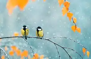 couple of cute birds Tits in the Park sitting on a branch among bright autumn foliage during a snowfall